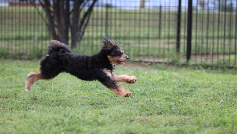 犬が散歩中に人や犬に飛びつく理由と対策 誰でもできる飛びつき癖の直し方も チワワと暮らす